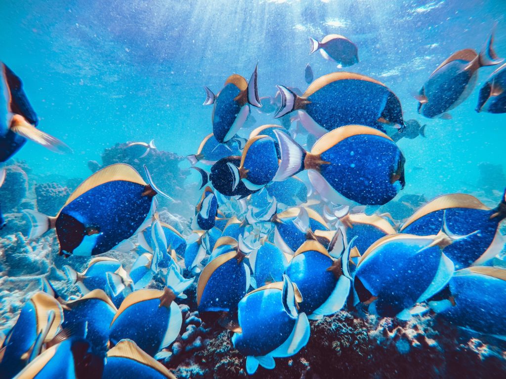 魚 日本一 一覧