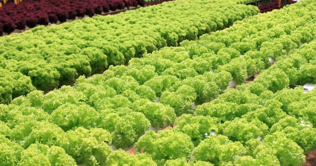 過疎地域　過疎地域市町村　一部過疎　みなし過疎　町おこし　取り組み　日本一　日本記録