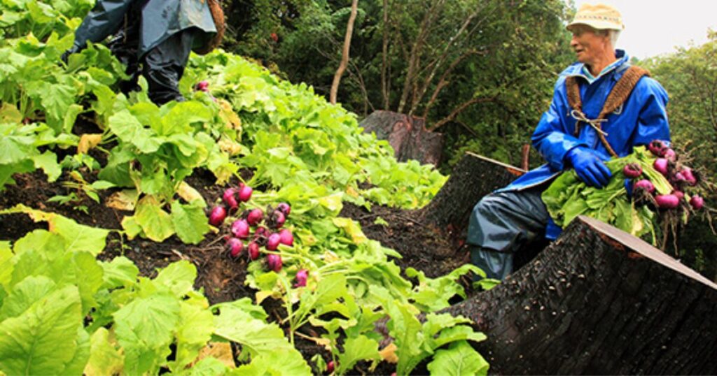 過疎地域　過疎地域市町村　一部過疎　みなし過疎　町おこし　取り組み　日本一　日本記録