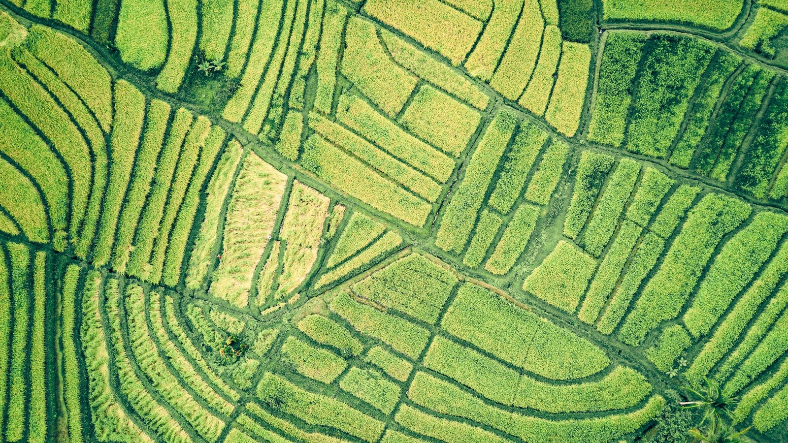 上空から見た、区画ごとに色の違う田んぼ(一般的な田んぼの写真)