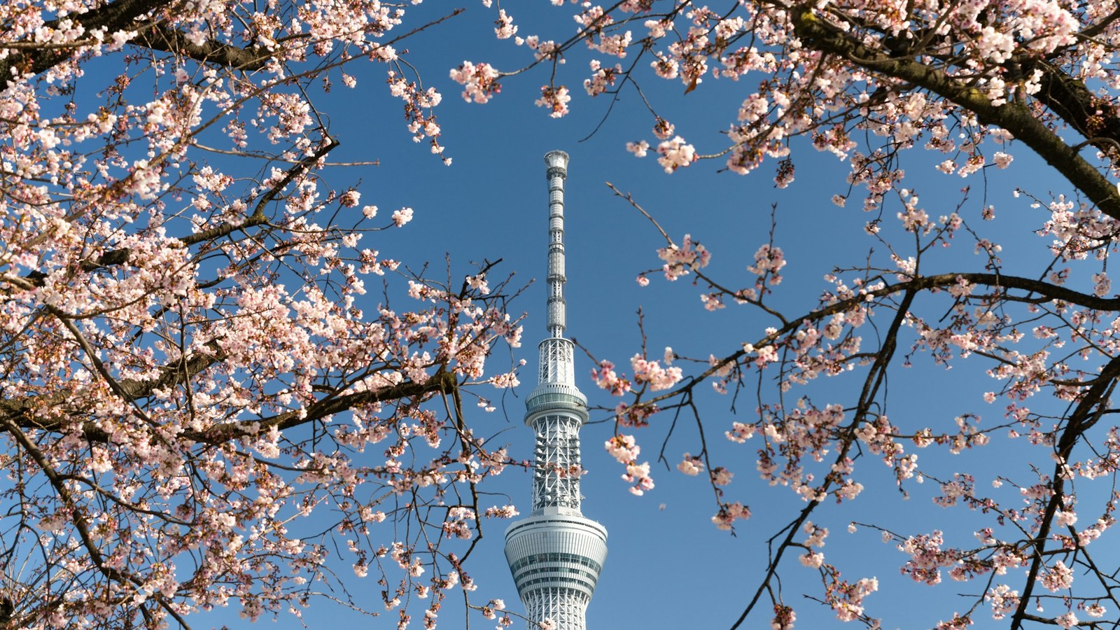 日本一 一覧