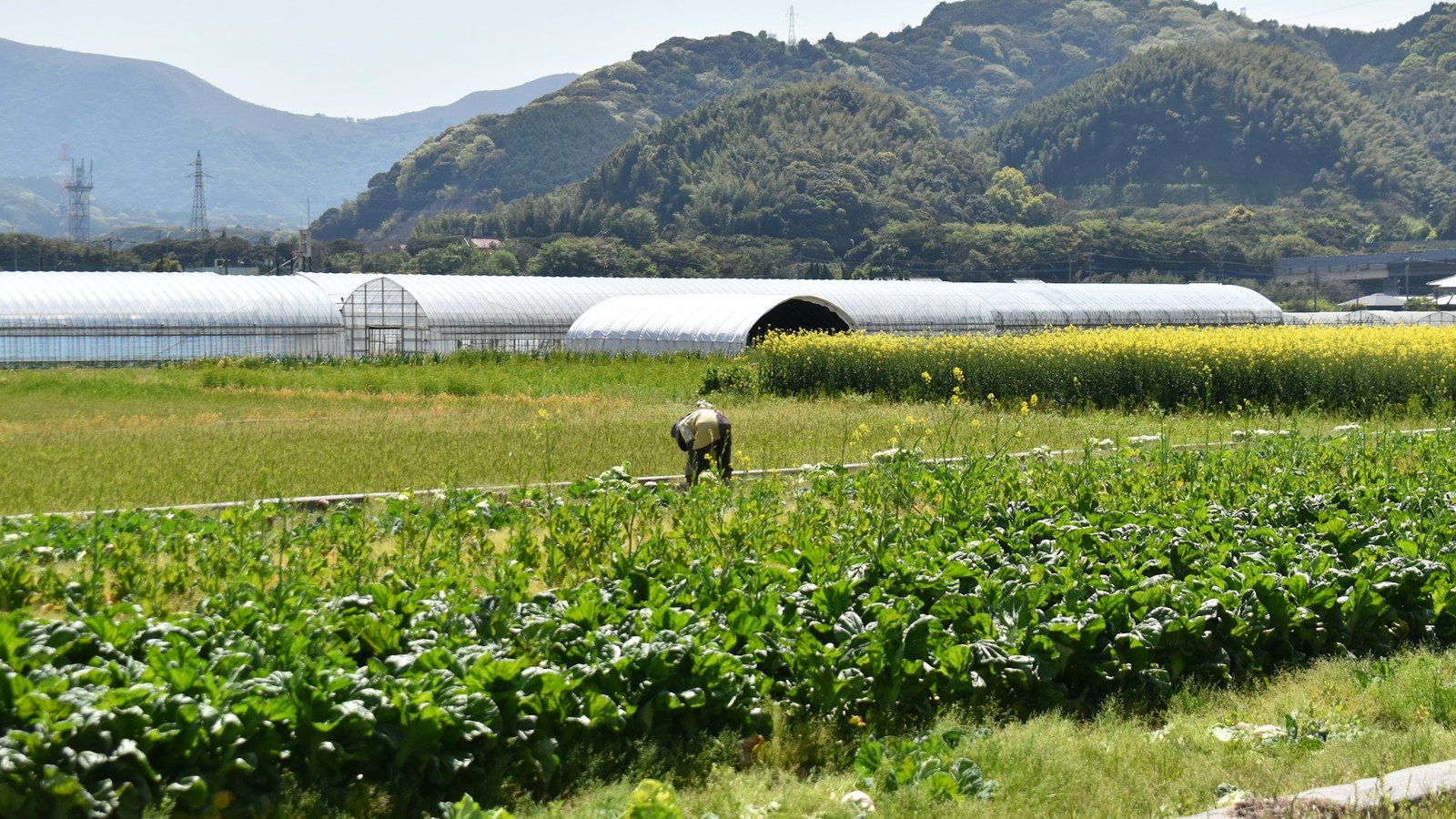 特産品 町おこし 成功例